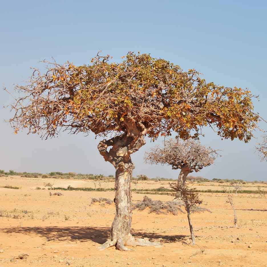 Myrrh Tree